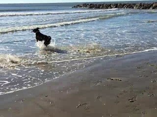 Houba Bouvier d'Appenzell, 3 jours de repit