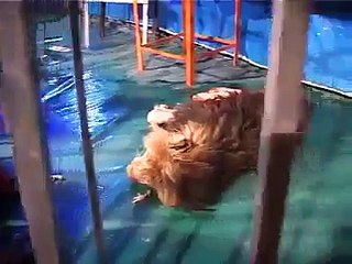 Angry Lion eating a men ,,,,,,,,,,,,,,,,,woow amazing