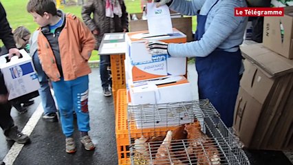 Plouescat. CCBK : des poules composteuses à adopter