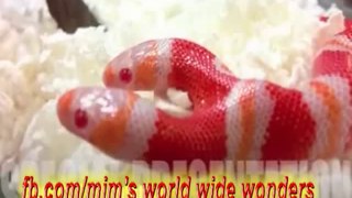 Snake with 2 Heads