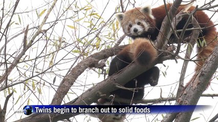 Red Panda cubs explore the Bratislava Zoo