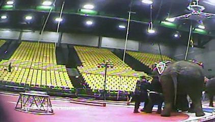 Elephant Out of Control and Fighting