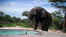 Un éléphant s'incruste à la piscine