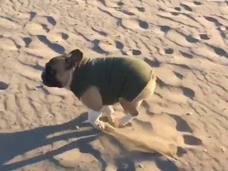 Chien roule dans le sable