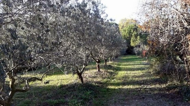 A vendre - Terrain - St Remy De Provence (13210)