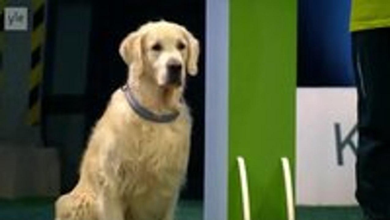 Golden Retriever has its priorities straight