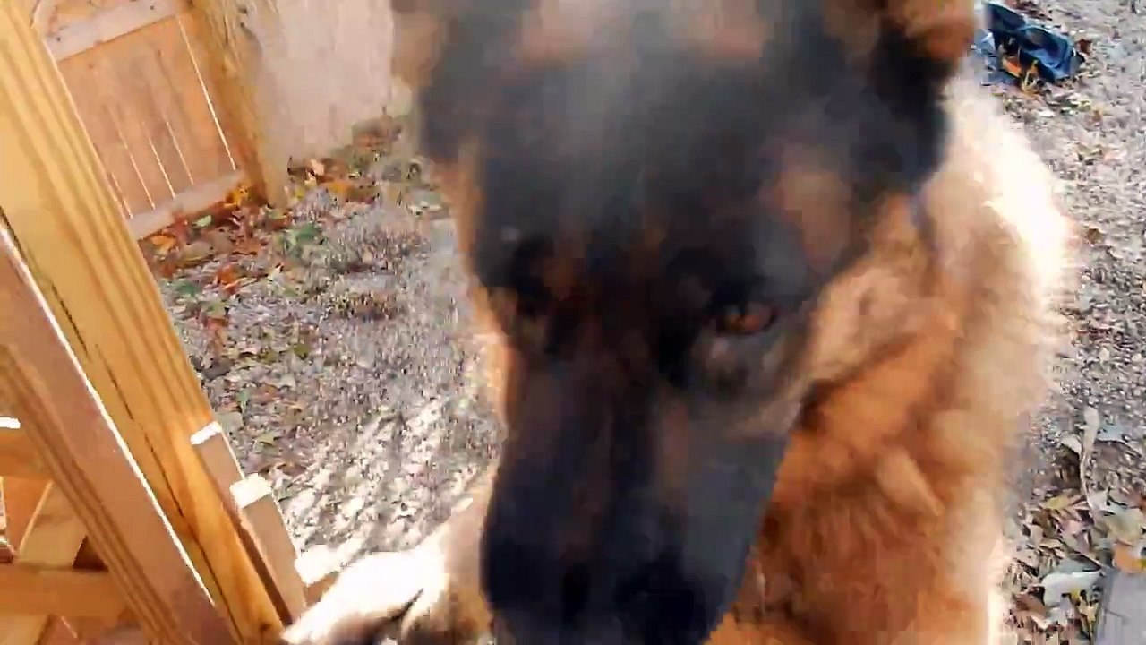 German shepherd daddy plays with his kids