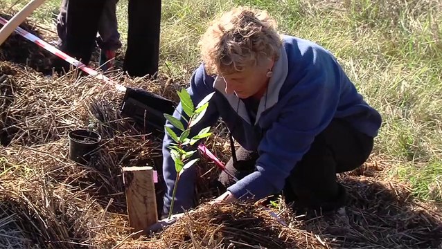 Plantations d'arbres à Barème