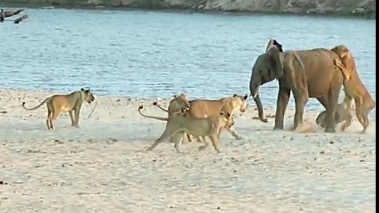 Watch A Badass Baby Elephant Fight Off 14 Hungry Lions In This Video