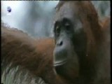 Inteligencia primate: Escuela de orangutanes