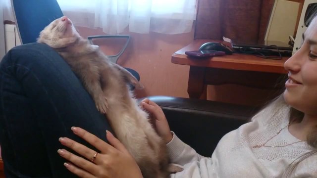 So cute Ferret falls asleep dramatically... head first!