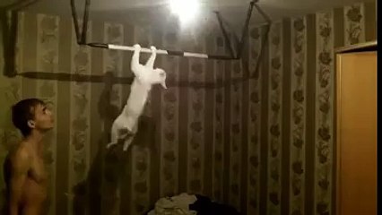 Barfiks çeken kedi