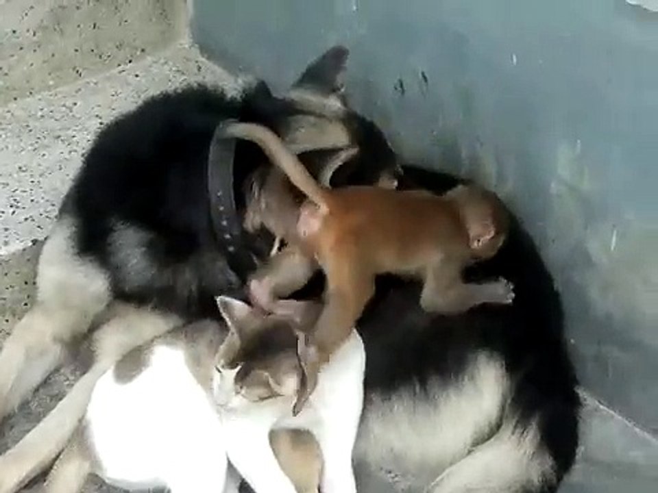 Chat, chien et singe jouent ensemble