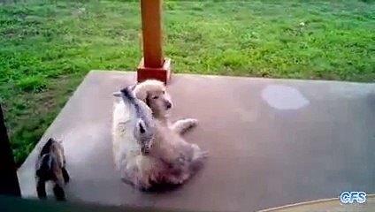 Cute Baby Goats Compilation