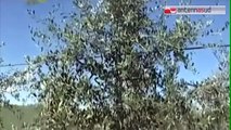 TG 24.11.14 Pessima annata per le olive, e i furti aumentano: tre arresti in tre giorni