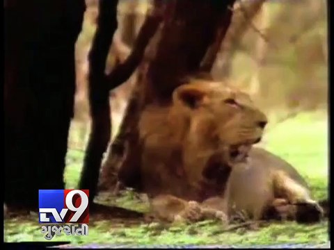 Inquiry ordered into allegations of cruelty to sick lioness, Amreli - Tv9 Gujarati