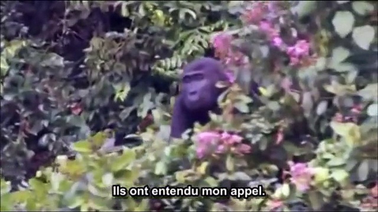 Des retrouvailles touchantes entre des hommes et des gorilles !