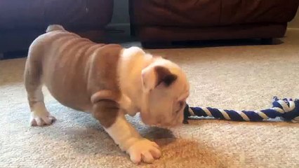 Small breed puppies for sale in Virginia