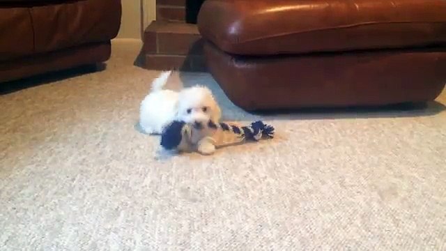 Havanese puppies for sale in Va