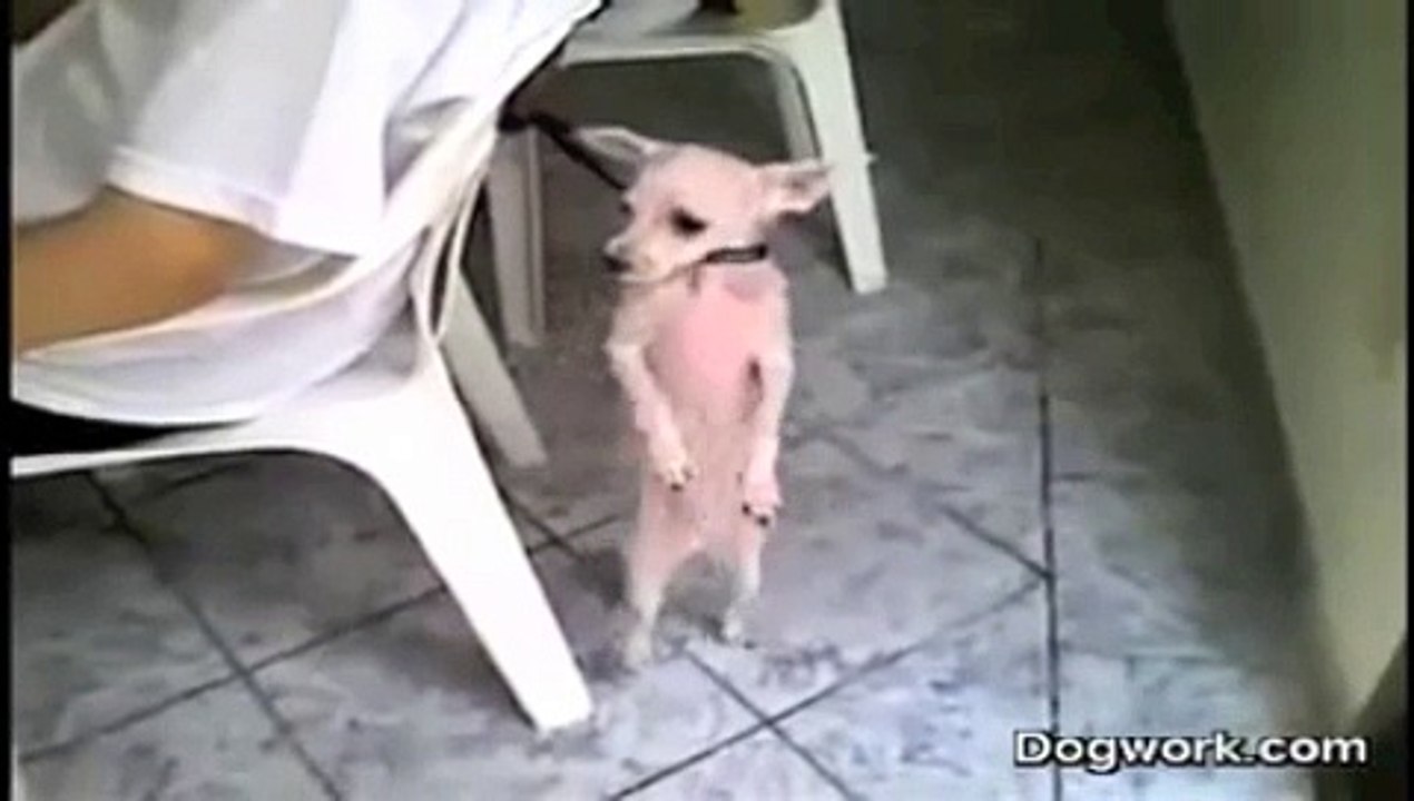 DOG SALSA