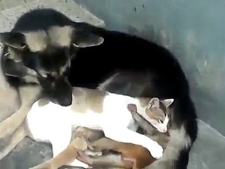 Cute: un chat, un chien et singe s'amusent ensemble