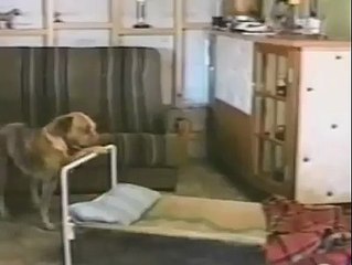 Ce chien fait son lit comme un humain