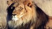 Lions Killing in a Volcano Crater Lions Documentary Discovery Channel new HD full documentary
