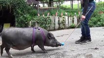 Clickertraining mit Minipig Mogli 2014 Teil 1