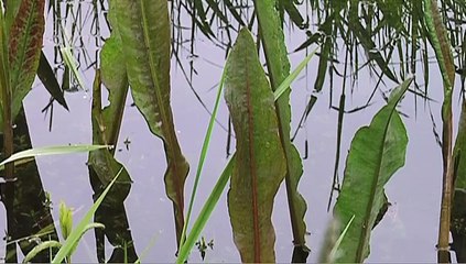 WIKHYDRO - Hydromorphologie des cours d'eau