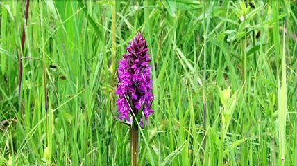 WIKHYDRO - Richesse ecologique bande rhénane