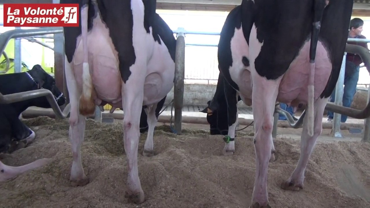 Prim'holstein Aveyron : matelas sciures de bois