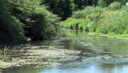 WIKHYDRO - Lône de Pont-Saint-Esprit (Ecologie)