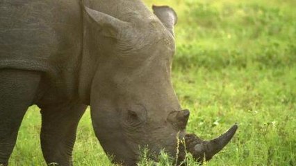 earthrise - Pink Horned Rhino