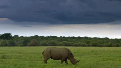 earthrise - Pink Horned Rhinos & Aquapods
