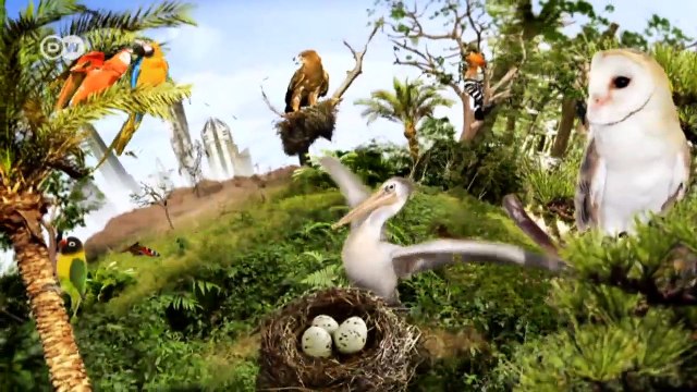 Cape Parrots face shrinking habitats | Global Ideas