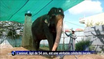 Sambo, l'éléphante la plus célèbre du Cambodge, prend sa retraite