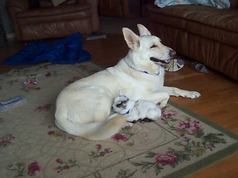 White German Shepherd cuddles baby goat