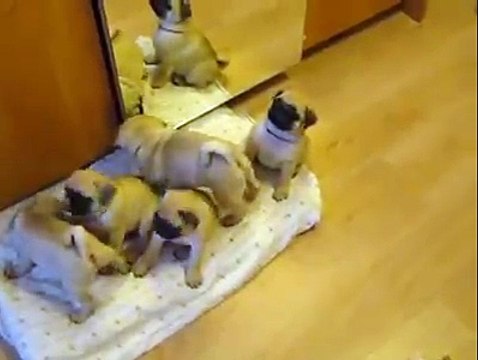 Portée de chiots adorables fêtent la rentrée de Papa