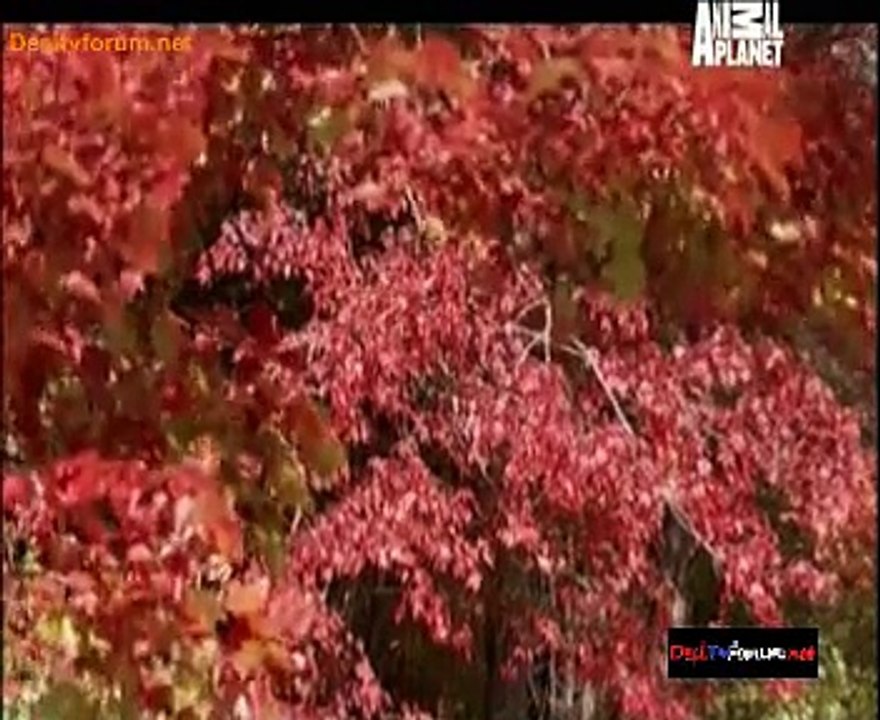 Deadliest With Nigal Marven 25th November 2014 Video Watch Online pt1