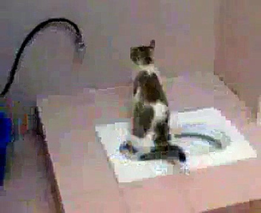cute cat  !stop cat peeing