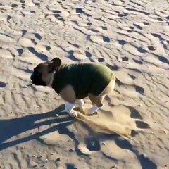La gamelle d'un chien sur le sable au ralentis