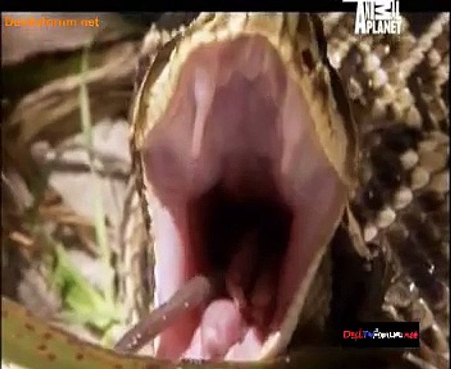 Deadliest With Nigal Marven 25th November 2014 Video Watch Online pt3