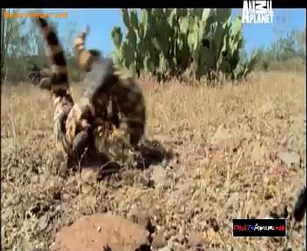 The Wild Ones 25th November 2014 Video Watch Online pt1