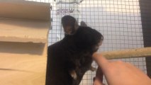 Smiling Chinchilla Enjoying Scratches!