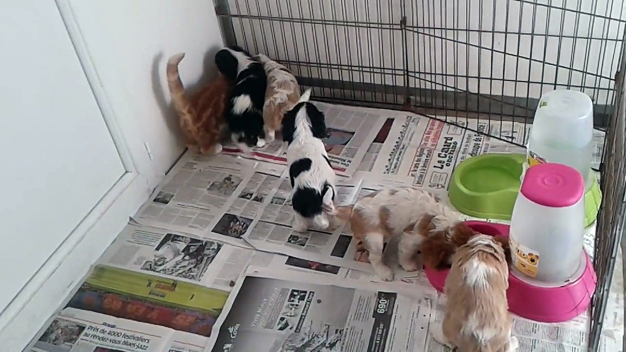 Chiots cavaliers king charles bébés de Gariguette et Gipsy 23 11 2014