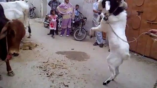 Goat & Cow Fighting Amazing video Must Watch - Pakistan 