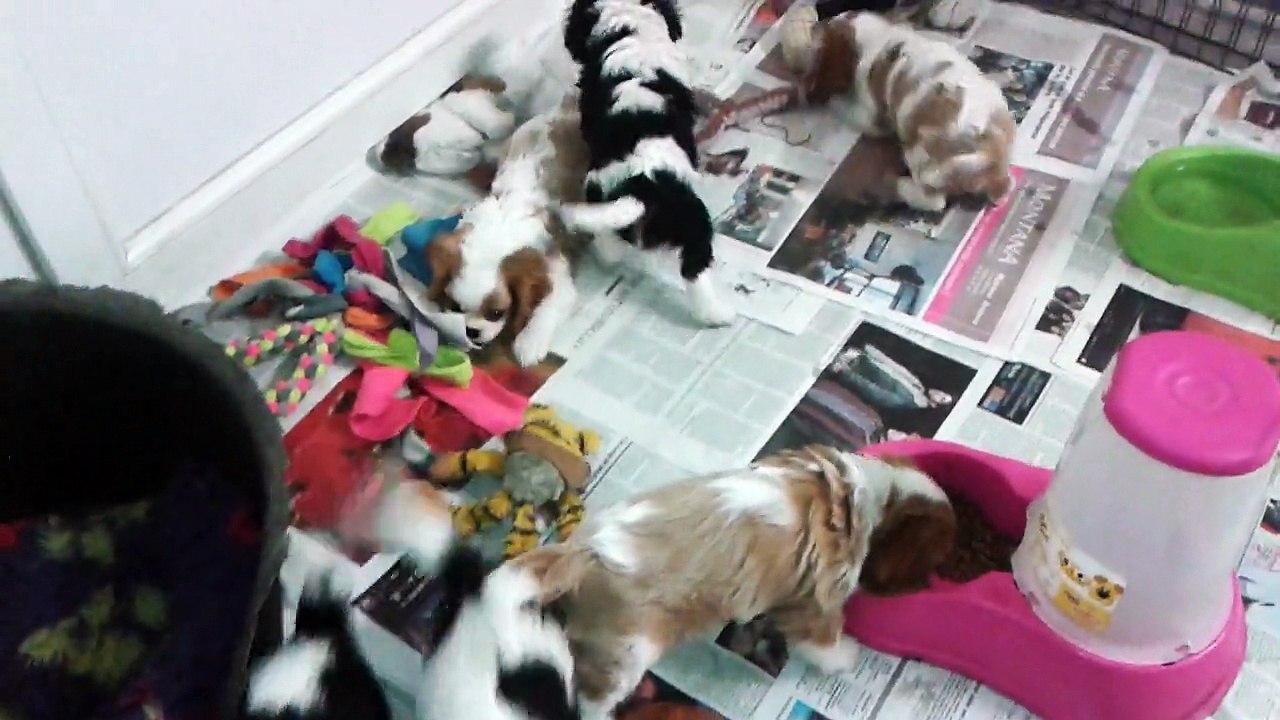 Chiots cavaliers king charles bébés de Gariguette et Gipsy 25 11 2014