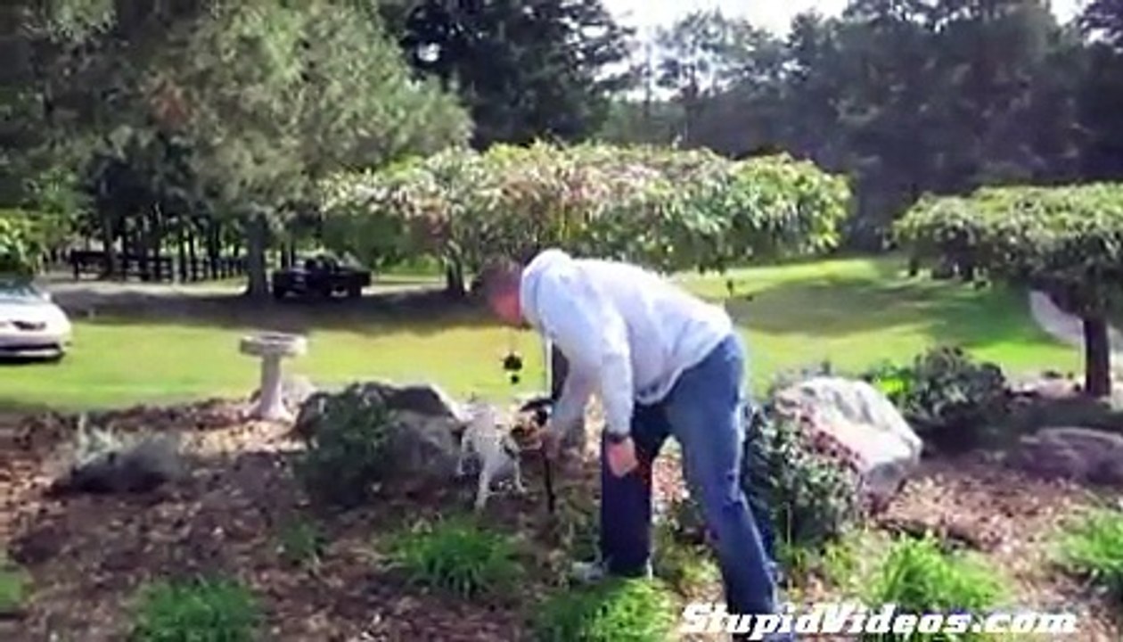 Fetch Master This dog has little problems fetching sticks, even if the stick is in a tree