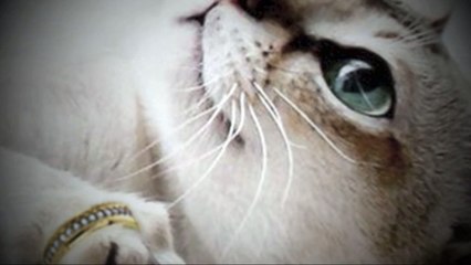 PeachPuff Jewelry Collection Automne-Hiver 2014 Video