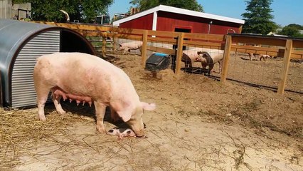 Une truie mange son propre cochon mort